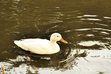 Swimming White Duck / Single White Duck Swimming In The Water