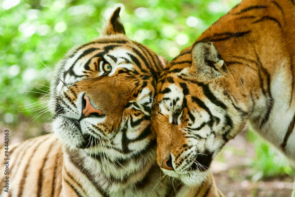 A loving tiger couple shares a tender kiss, expressing deep