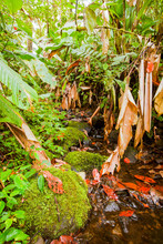 Lichens Dense Warm Jungle In Ecuador