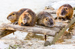 A family of beavers and mice gather in the snowy woods, their sharp teeth ready for winter.