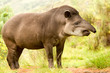 A wild South American mammal, the tapir, known as Pinchaque in Ecuador, roams the mountains of America, showcasing its unique fauna.