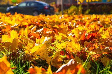 colorful ground of autumn leaves