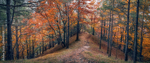 Autumn forest panorama © Soloviova Liudmyla