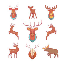 Deers, Moose, Antlers And Horns, Stuffed Deer Head