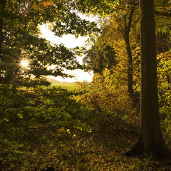 Wall Mural - forest edge in autumn with a view over a field on a sunny late a