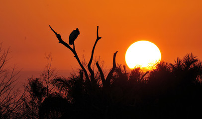 Wall Mural - Setting Sun / Sunset in the Florida Everglades