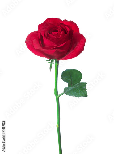 single red rose  isolated  background