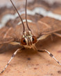 Hawaiian Beet Webworm Moth (Spoladea Recurvalis) Close up