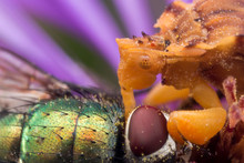 Yellow Ambush Bug Eats Shiny Green Fly On Purple Aster