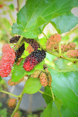 Canvas Print - Mulberry on tree