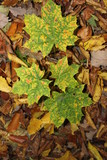 Fototapeta Lawenda - Blätter im Herbstwald