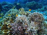 Fototapeta Do akwarium - Stone coral, Island Bali