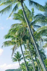 Wall Mural - Palm tree on the beach during a bright day