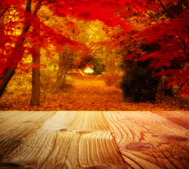Wall Mural - autumn background