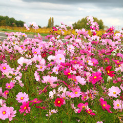 jachère fleurie de cosmos