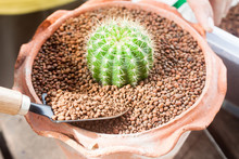Gardening Cactus In Pot Plants