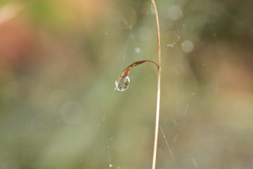 Water droplet