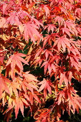 Wall Mural - acer palmatum ( japanese maple) leaves turning red in the autumn fall