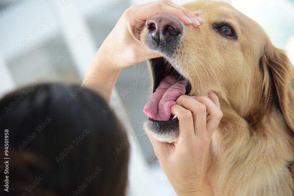 Veterinarian checking dog's teeth Stock Photo | Adobe Stock