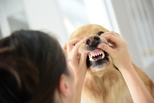 Veterinarian Checking Dog's Teeth