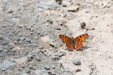 Comma Butterfly (Polygonia C-album) On The Right Side
