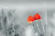 abstract view of wild poppies
