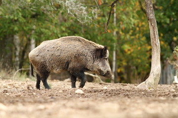 Wall Mural - big wild boar walking in a glade