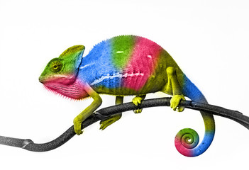 Wall Mural -  chameleon - colors