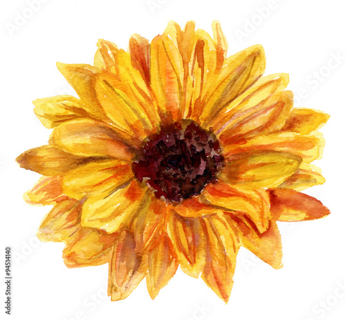 Watercolor Sunflower Drawing On White Background Vintage Style