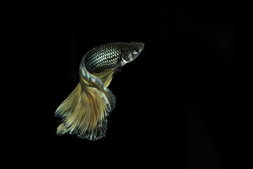 Long tail Siamese fighting fish dancing on black background