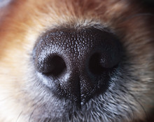 Sensitive Nose Of A Dog