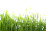 Fototapeta Na sufit - Green grass isolated on white