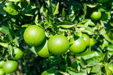 Fresh Green Oranges On Tree