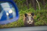 Fototapeta Zwierzęta - Wild boar on the roadside