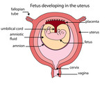 Fototapeta  - Fully labeled diagram of fetus developing in the uterus
