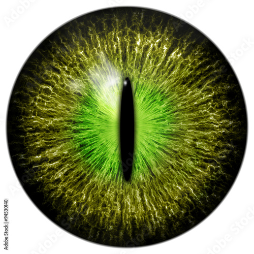 Cuadros en Lienzo OLive green cat, crocodile or reptile eye with narrow pupil
