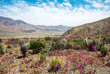 Flowering Desert (Spanish: Desierto Florido) Atacama, Chile