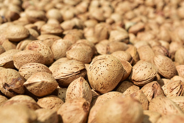 Wall Mural - almonds in shell