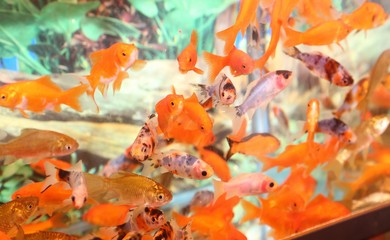 Wall Mural - goldfish in an aquarium for sale in the pet store