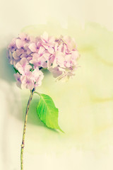 Wall Mural - Subtle artistic floral backgrodund with hortensia flowers