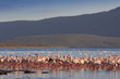 Flocks og Lesser and Greater Flamingo, Lake Bogoria, Kenya