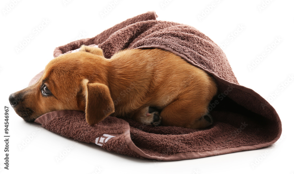 Puppy wrapped in towel isolated on white