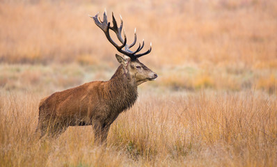 Wall Mural - red deer stag standing in the long autumn coloured grass