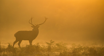 Wall Mural - the silhouette of a large red deer stag walking in the morning mist one autumn day