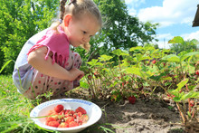 Toddler Blonde Girl Picking Home-grown Garden Strawberries On Outdoor Garden Bed