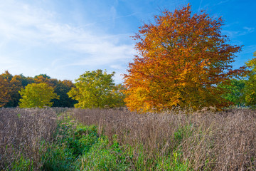 Beech tree in a field in autumn colors