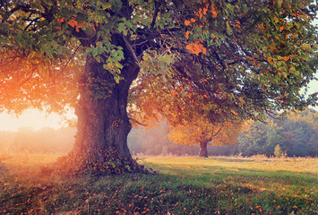 autumn landscape with tree in sunlight