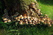 © geoariamus - Famille de champignons