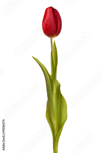 tulip flower on a stem with leaves