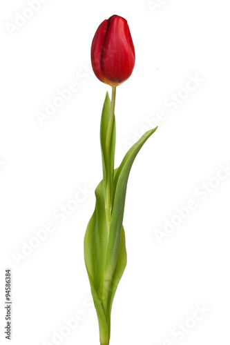 tulip flower on a stem with leaves